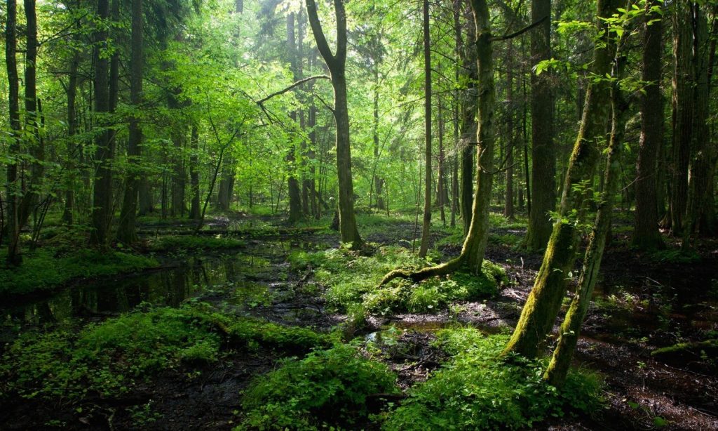 Muchas veces, por estar en el bosque, no vemos la perspectiva de las cosas.