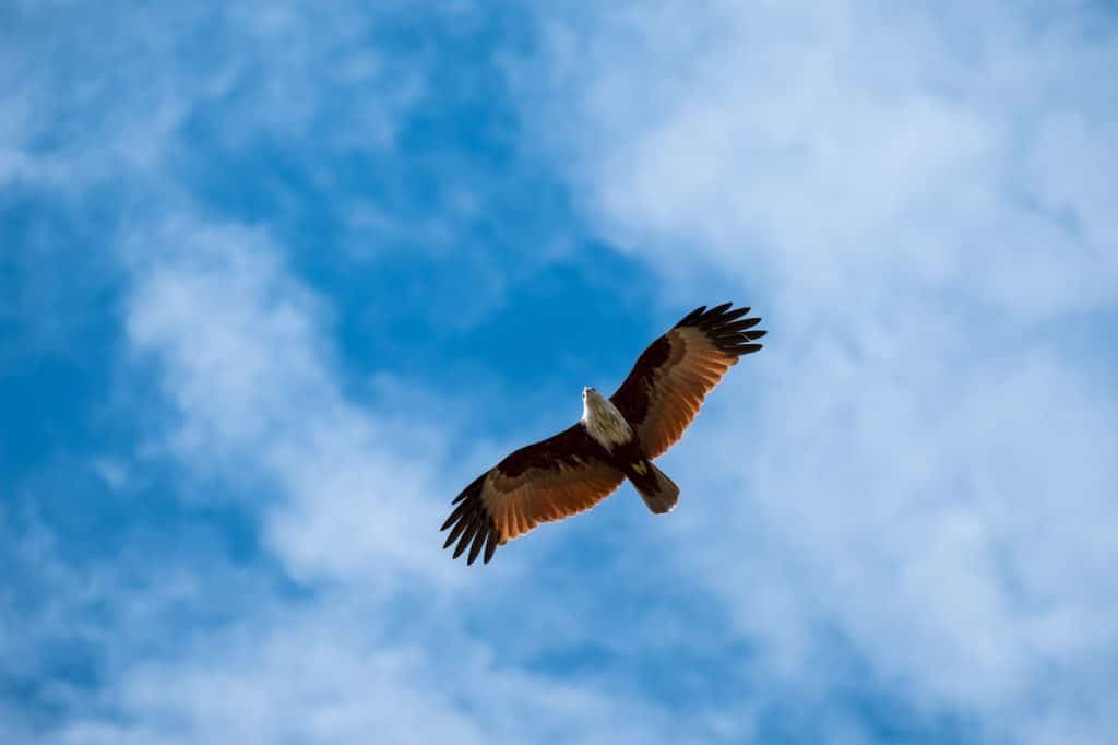 Como empresario, debes dedicar tiempo a contemplar la situación a “vista de pájaro”