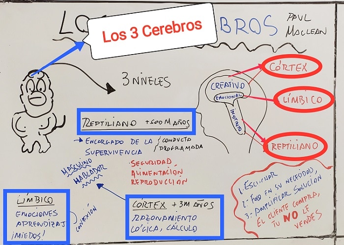 Cómo funcionan las ventas: los 3 cerebros.